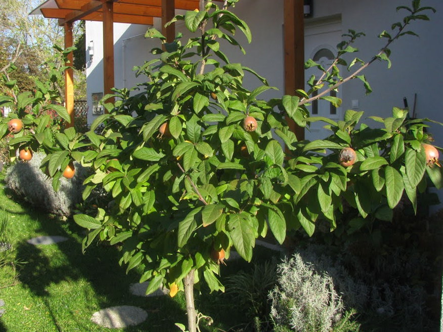 naspolya pofonegyszeru 06