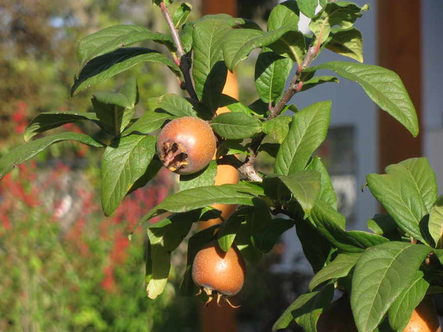 naspolya pofonegyszeru 07