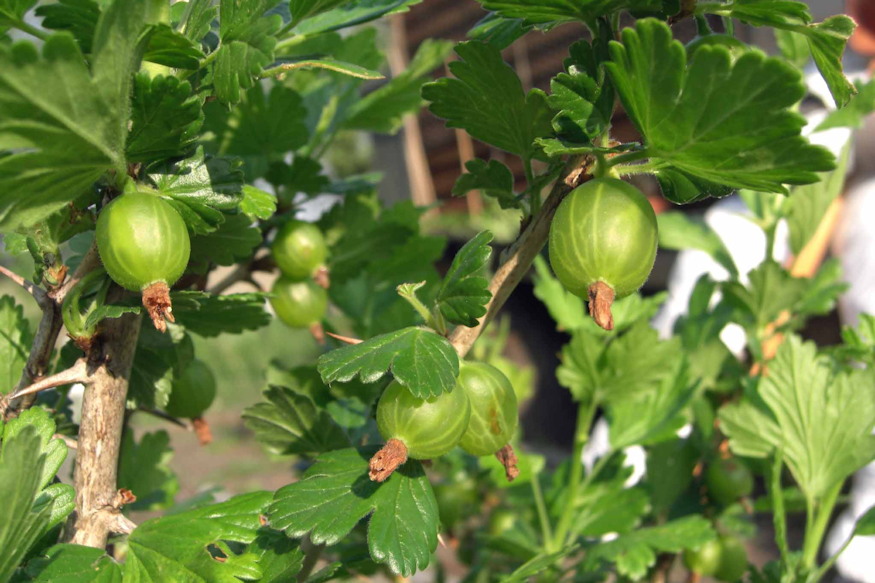 nem lehet elrontani 3 bogyos 04