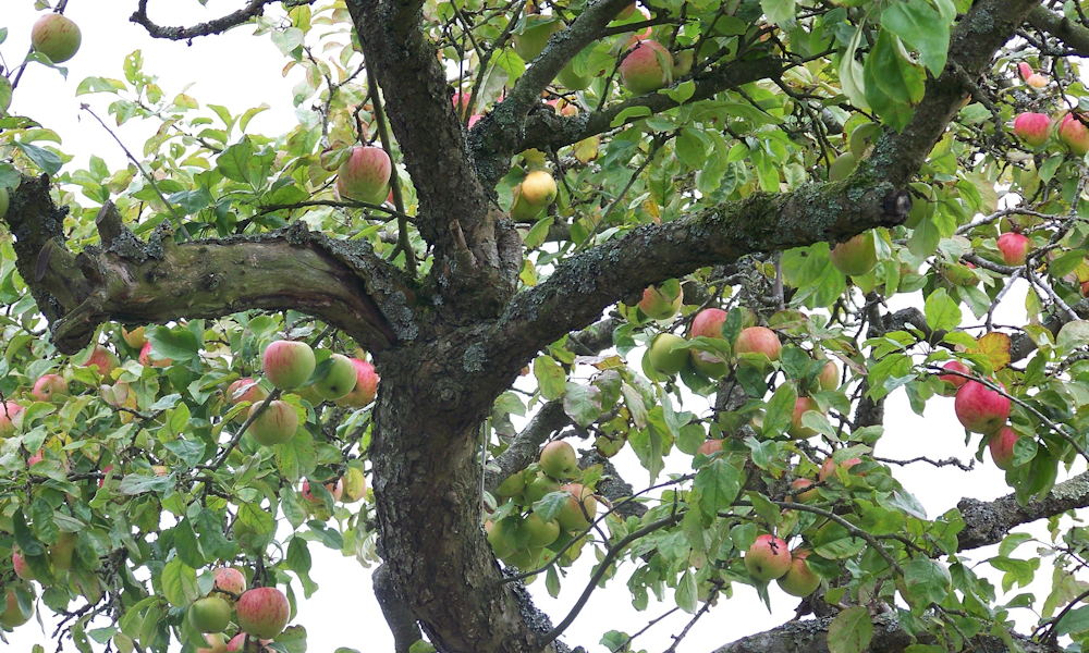 Öreg gyümölcsfák: mikor érdemes megmenteni, mikor elengedni?