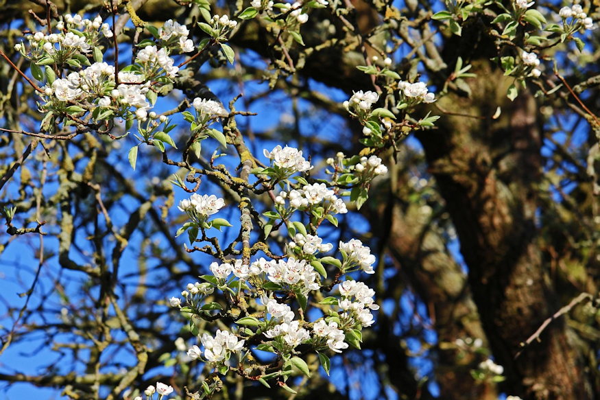 oreg gyumolcsfak megmenteni 03