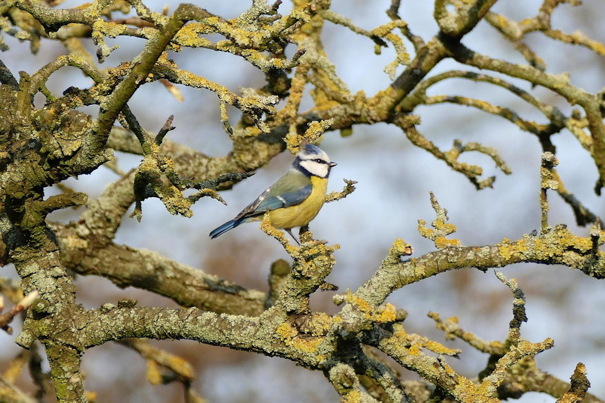 oreg gyumolcsfak megmenteni 06