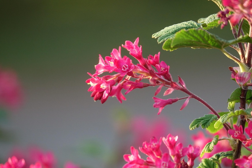ribiszkek kertben tobb 04