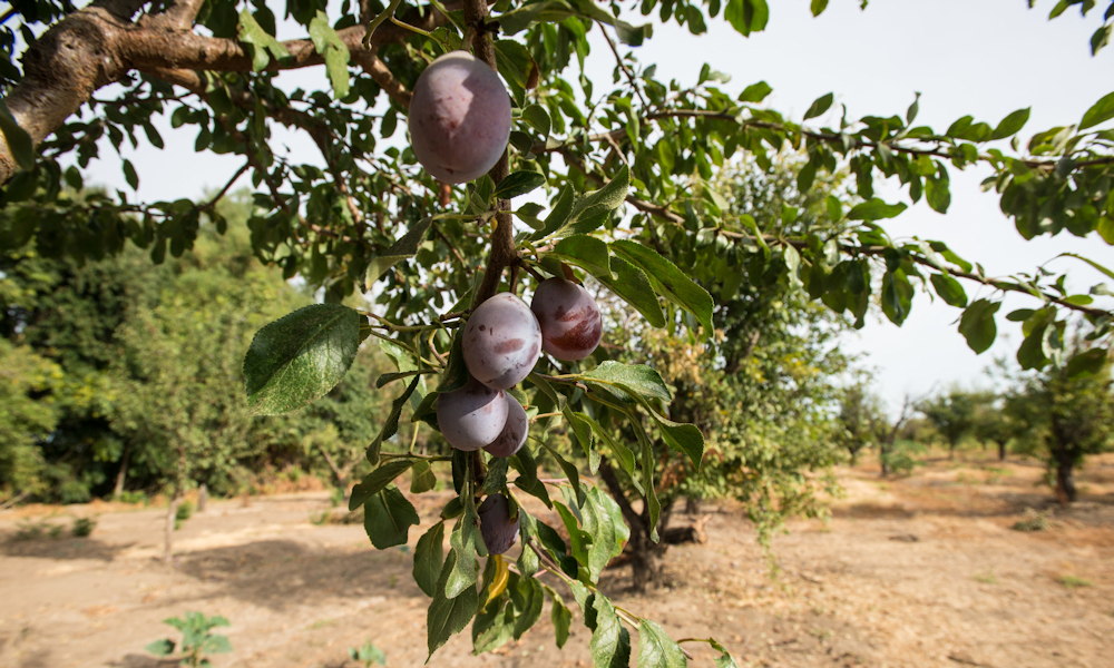 Szilva a kertben: mikor hálás, mikor bosszantó?