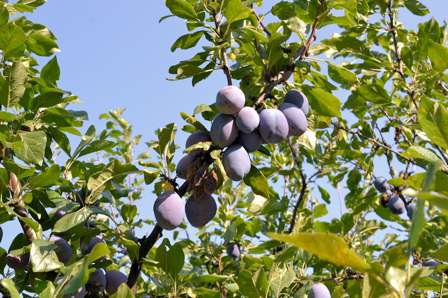 szilva a kertben halas 05