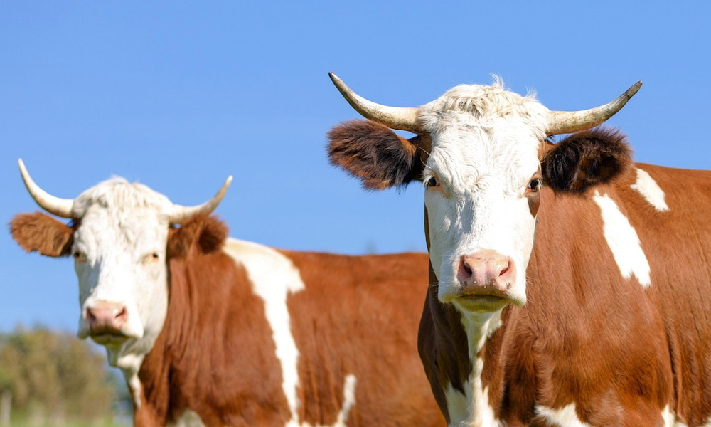 December 16. - A tél a jószág mozdulataiban mutatja meg a jövőt