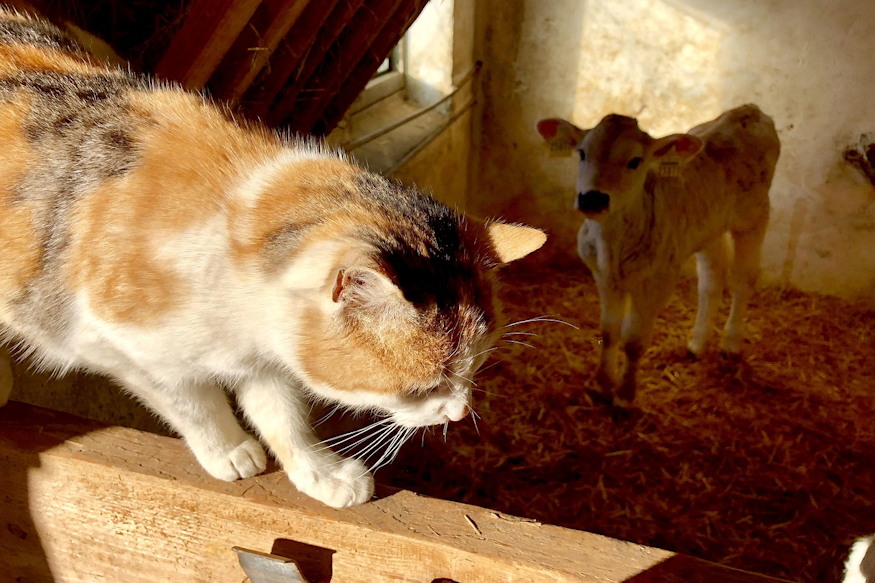 dec 16 tel joszag 02