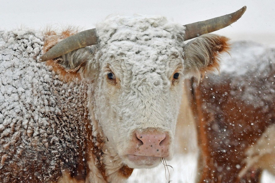 dec 16 tel joszag 03