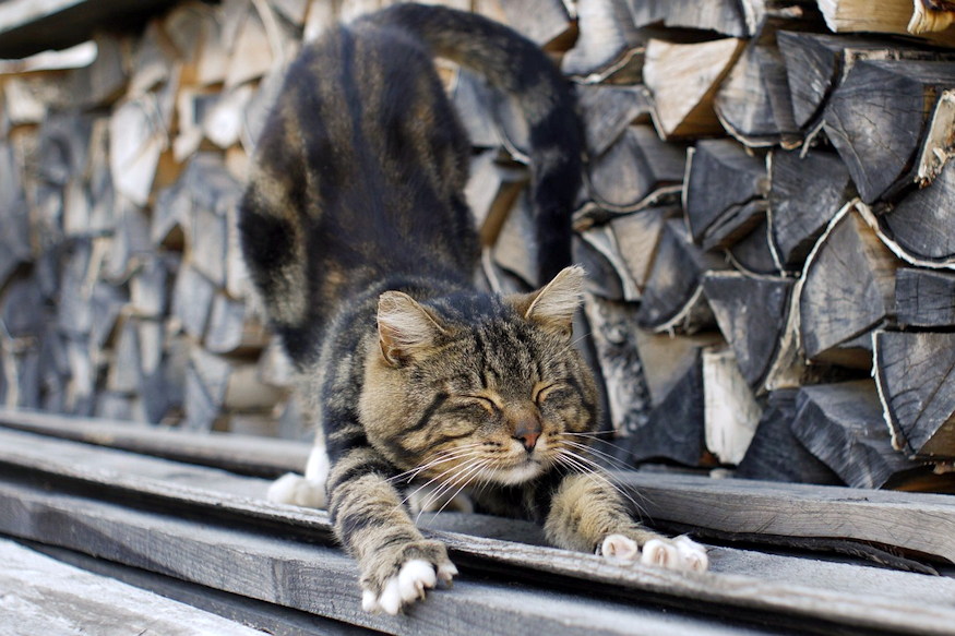 dec 16 tel joszag 06