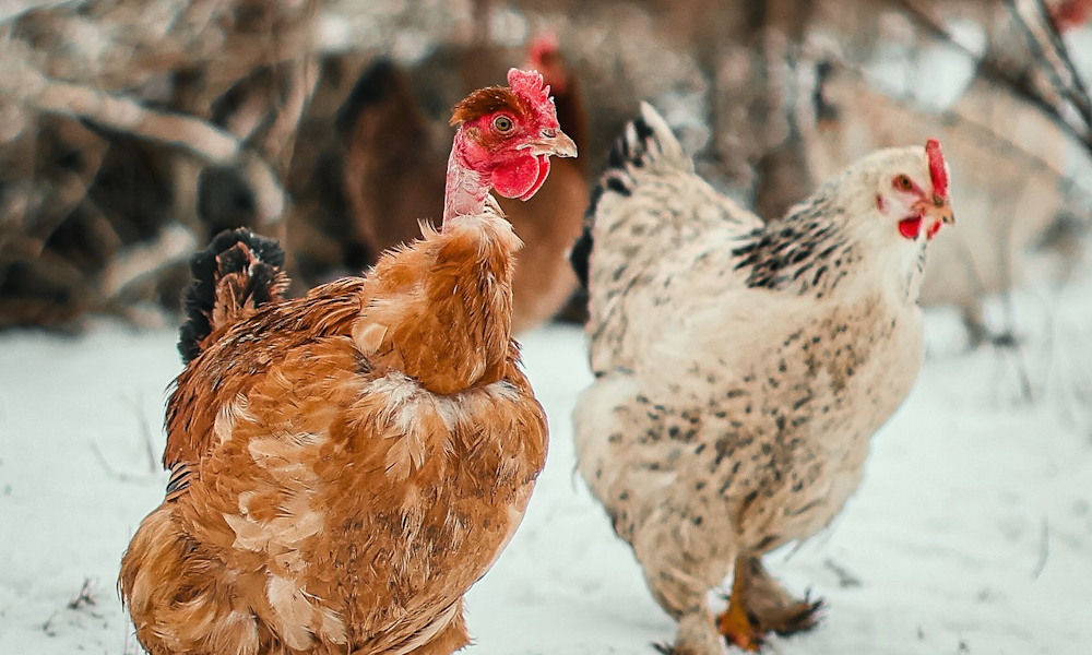 December 19. – Szent Ábrahám napja, amikor már az ünnep rendjét figyelték