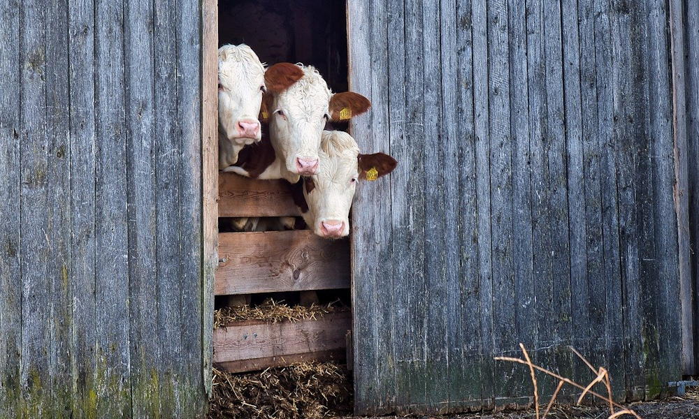 November 12. – Szent Jozafát napja: a csendes lezárás ideje