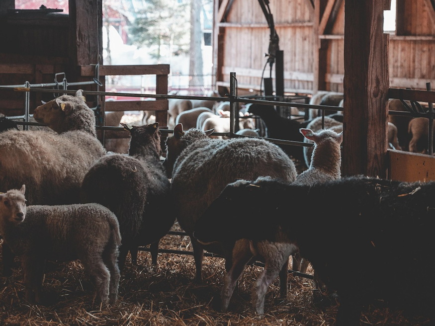 nov 12 szent jozafat napja 02