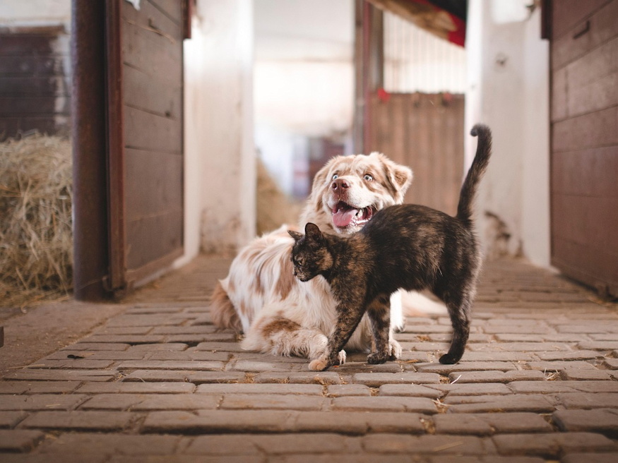 nov 12 szent jozafat napja 04