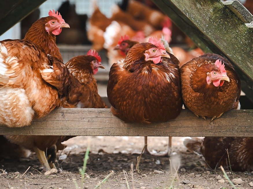 nov 13 aranyszaju szent janos napja 02