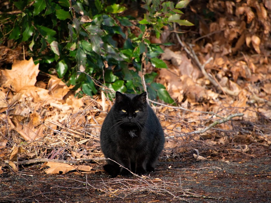 nov 13 aranyszaju szent janos napja 04