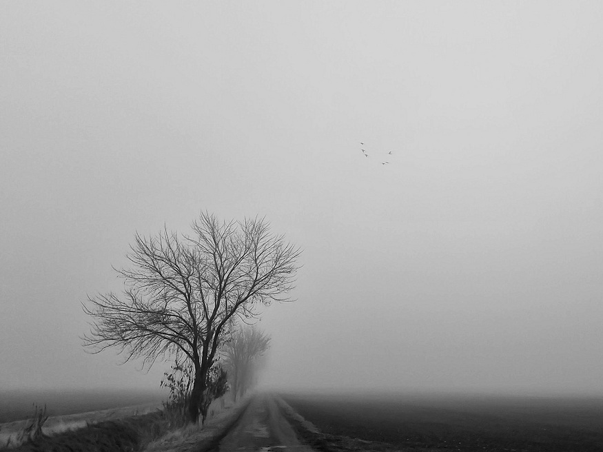 nov 22 szent cecilia 03