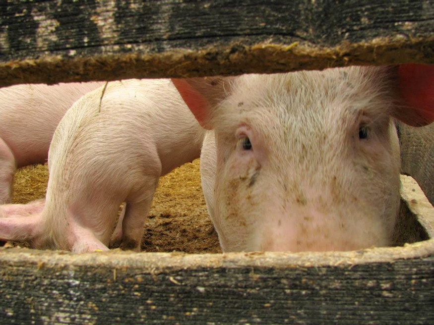 nov 22 szent cecilia 04