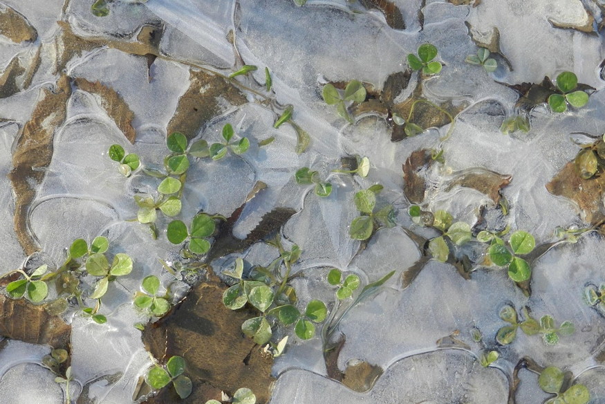 nov 23 szent kelemen 03