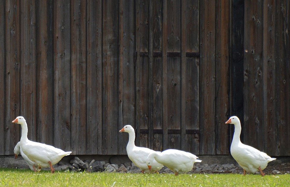 November 10. – Márton előestéje: a csend és a megfigyelés napja
