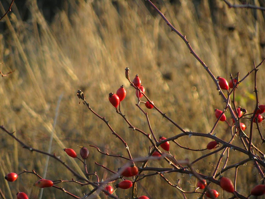 november 21 maria napja 02