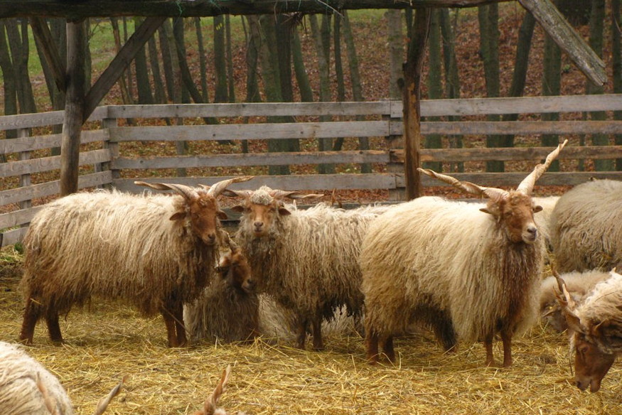 szent lenard napja 02