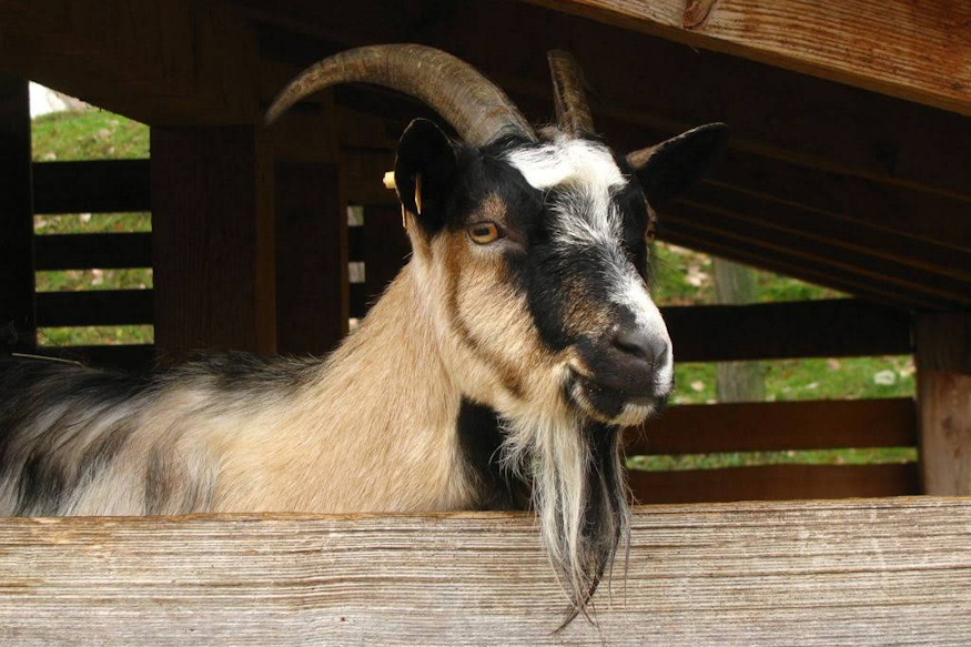 szent lenard napja 05