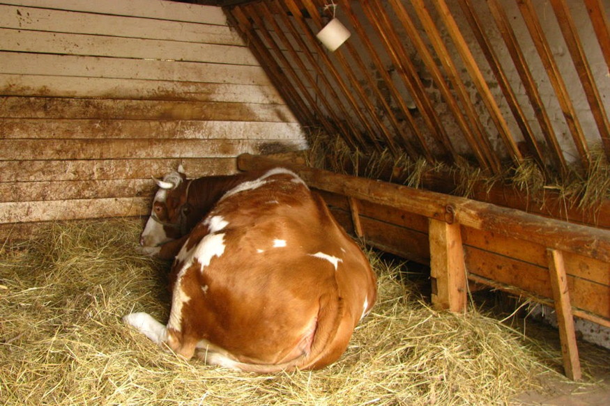 szent lenard napja 08