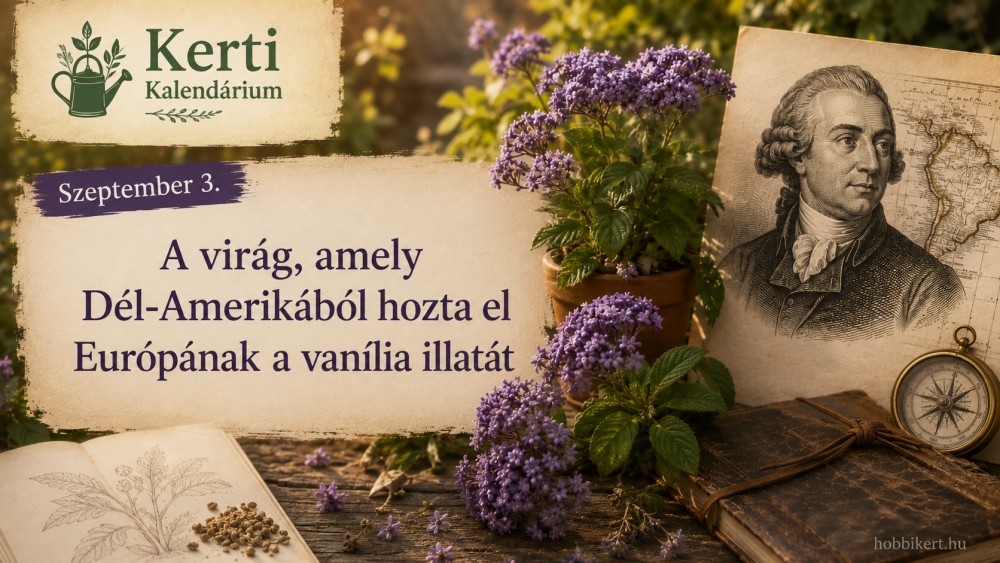 Szeptember 3. A virág, amely Dél-Amerikából hozta el Európának a vanília illatát