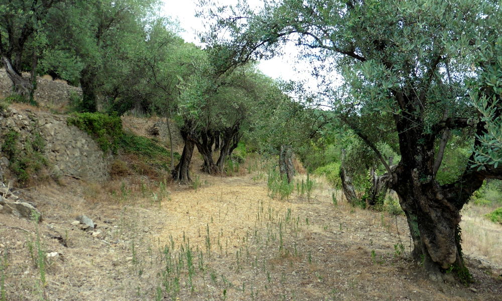 Betlehem növényei – mi nőhetett a jászol körül?