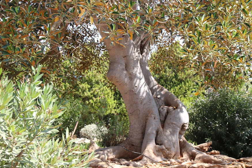 betlehem novenyei mi nohetett 02