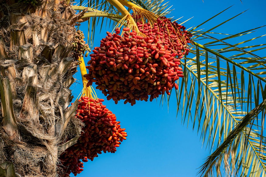 betlehem novenyei mi nohetett 04