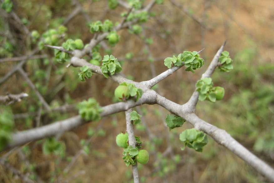 betlehem novenyei mi nohetett 06