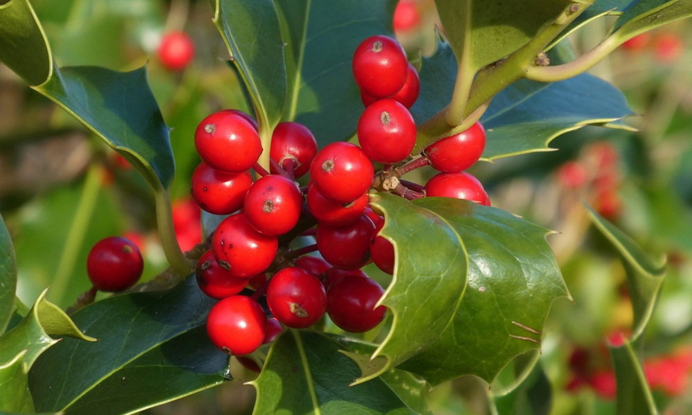Hogyan lettek karácsonyi növények? – Klasszikus zöldek ünnepi története