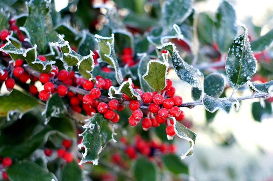 hogyan lettek karacsonyi novenyek 04