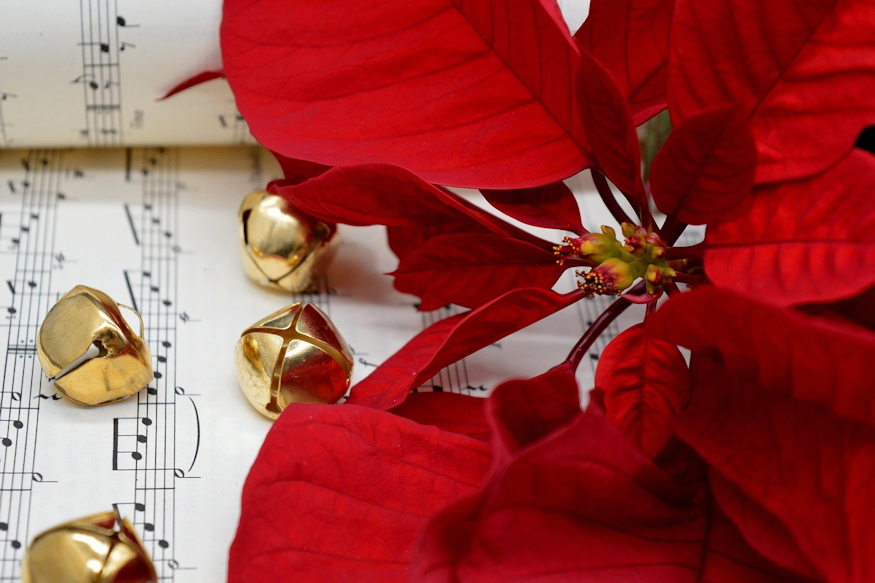 hogyan lettek karacsonyi novenyek 05