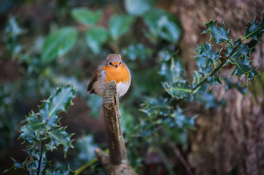 hogyan lettek karacsonyi novenyek 07