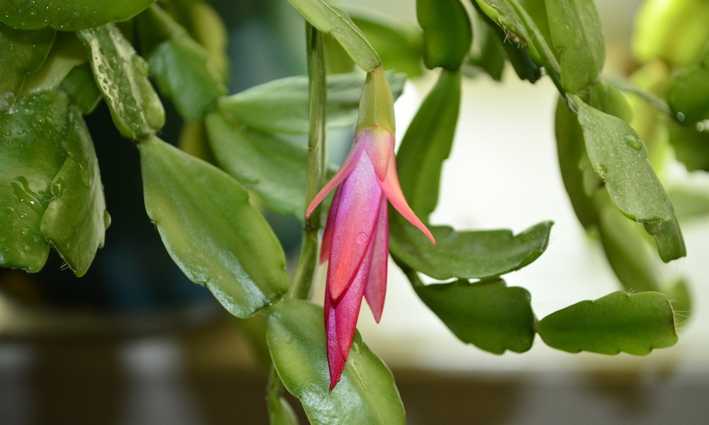 A karácsonyi kaktusz, amely pontosan érzi, mikor vagy stresszes – és épp akkor virágzik