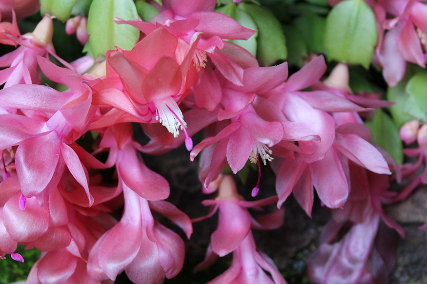 karacsonyi kaktusz pontosan erzi 02