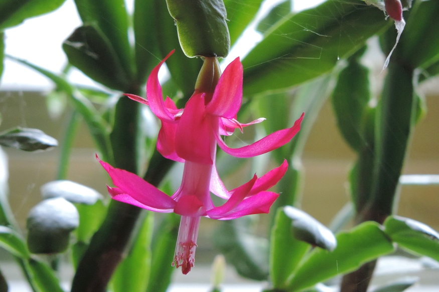 karacsonyi kaktusz pontosan erzi 04