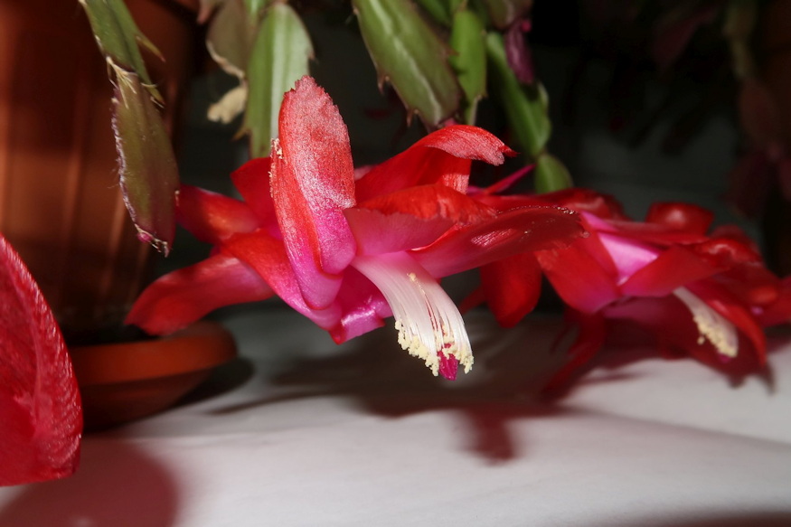 karacsonyi kaktusz pontosan erzi 06