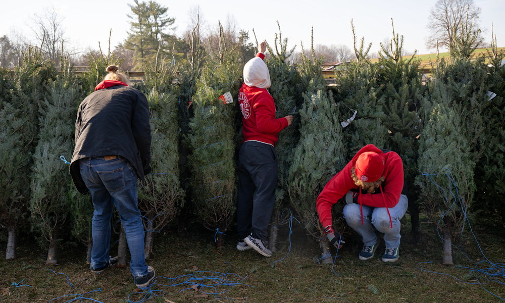 Miért nem egyformák a karácsonyi fenyők? – Genetika, termőhely, nevelés