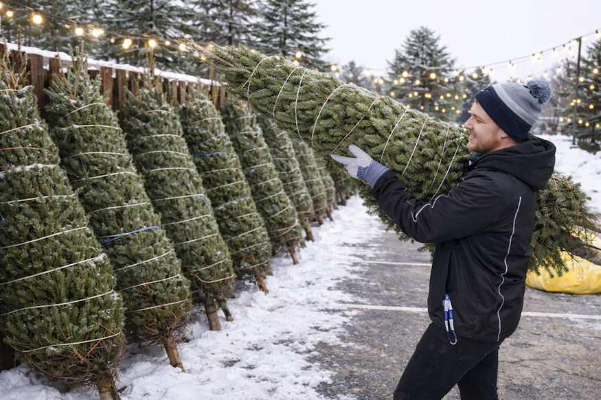nem egyformak karacsonyi fenyok 03
