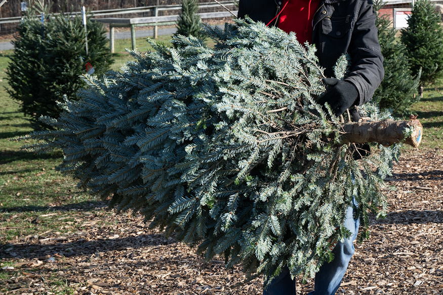 nem egyformak karacsonyi fenyok 06