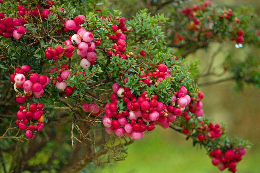zold ajandekok kertbol 07