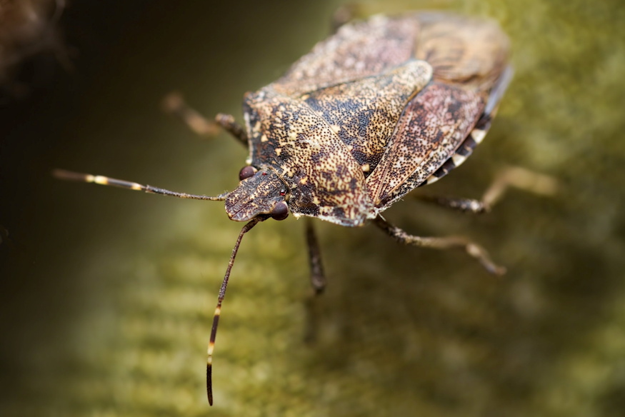 hol vannak telen poloskak 03