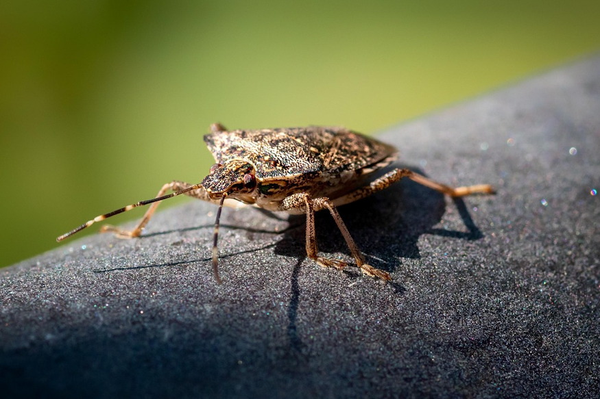 hol vannak telen poloskak 04