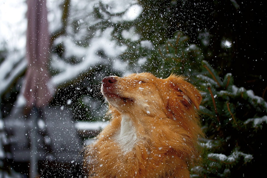 egesz kerteszevet jobba 03