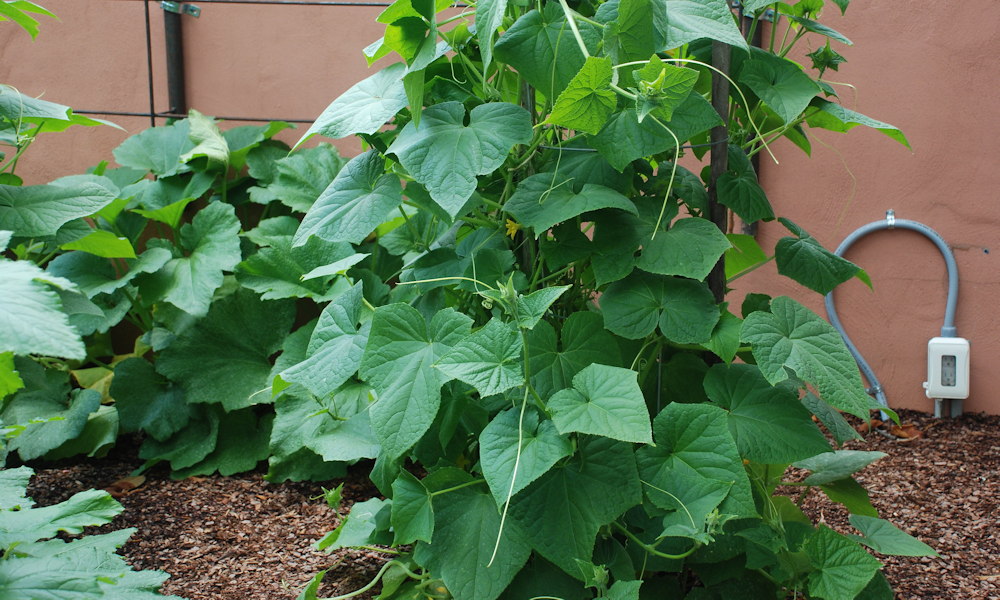 Földcsere nélkül frissíthető ágyások – a talajforgatás alternatívái