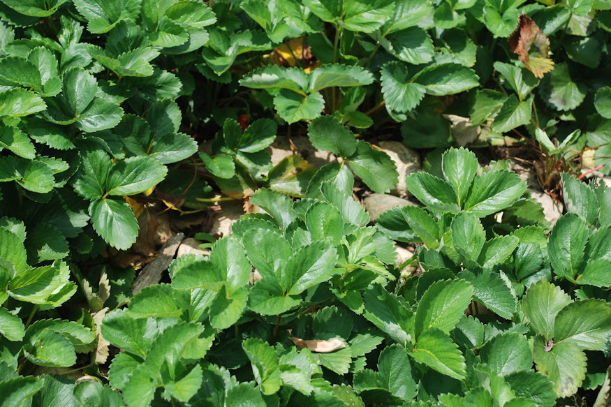 foldcsere nelkul frissitheto 03