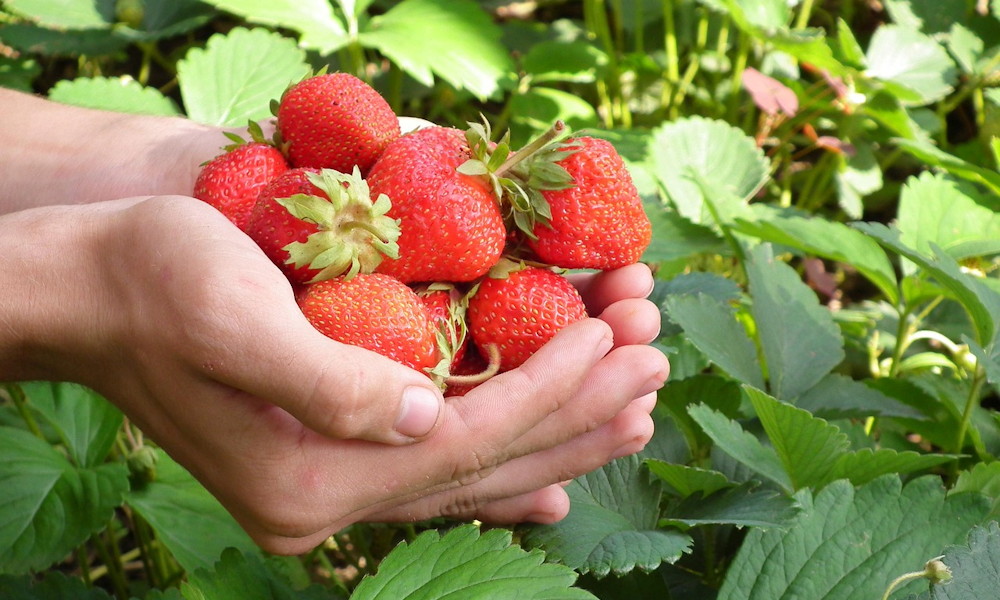 Miért hisszük el a gyors kertészeti trükköket?